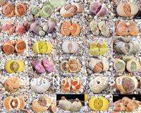 Lithops mix (10 เมล็ด)