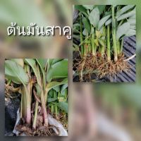 ( Pro+++ ) ต้นมันสาคูชุดละ 10 ต้นมี 2 สายพันธุ์ สาคูจีนและสาคูขาว เลือกซื้อคละสายพันธุ์ได้ ราคาคุ้มค่า พรรณ ไม้ น้ำ พรรณ ไม้ ทุก ชนิด พรรณ ไม้ น้ำ สวยงาม พรรณ ไม้ มงคล