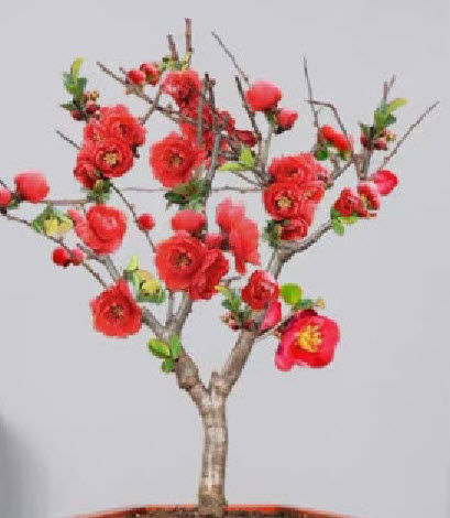ต้น-ควินซ์-ควินซ์สีแดง-chinese-quince-อายุต้น-1-ปี-สูง-50-70-ซ-ม-ต้นไม้นำเข้า