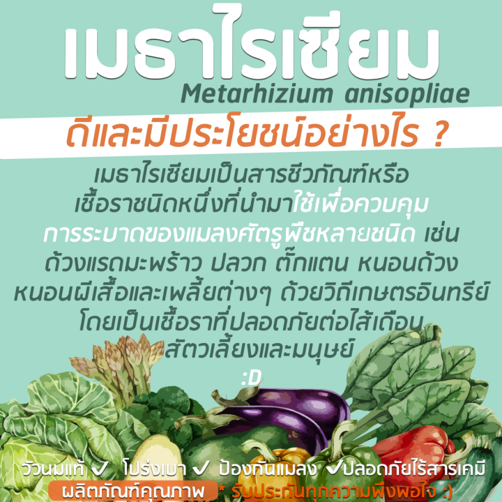 มูลวัวนมบดละเอียด-ผสม-เมธาไรเซียม-ตรามิสเตอร์โฮป-ปุ๋ยคอกเกรด-a-ป้องกันแมลงศัตรูพืช-เร่งโต-high-quality-cow-manure-fertilizer-with-metarhizium