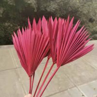 8pcs/40cmNatural Dried Fan Palm LeafEternell display flower DIY Crafts Home Wedding Decoration Photo Props accessories