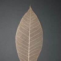 โครงใบไม้ ใบยาง สี Copper Metallic (Standard Rubber Skeleton Leaves)
