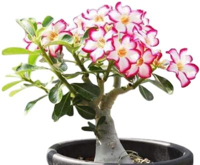 10 เมล็ด เมล็ดพันธุ์ Bonsai ชวนชม สายพันธุ์ไต้หวัน สีชมพู Adenium Seed กุหลาบทะเลทราย Desert Rose ราชินีบอนไซ มีคู่มือปลูก นำเข้าจากไต้หวัน