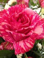 30 เมล็ด เมล็ดพันธุ์ กุหลาบ สตาร์แอนด์สไตร้พส์ Stripes Rose Seed สี แดง-ชมพู ดอกใหญ่ นำเข้าจากต่างประเทศ มีคู่มือการปลูก