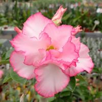 10 เมล็ด เมล็ดพันธุ์ Plant Seeds ชวนชม สายพันธุ์ไต้หวัน สีชมพู Adenium Seeds กุหลาบทะเลทราย Desert Rose ราชินีบอนไซ