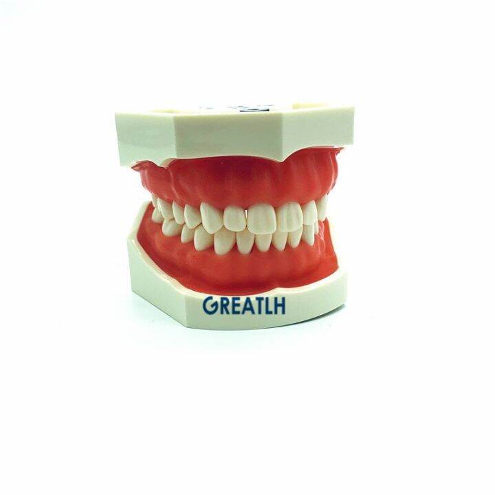 28pcs-32pcs-removable-teeth-model-with-screw-in-dental-standard-teeth-model-for-dental-practice