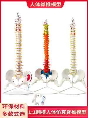 Human spine model 1:1 adult bonesetting practice cervical spine model lumbar bone model skeleton model