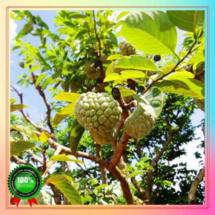 Fast Germination 100 seeds sugar apple atis seeds Bonsai Seeds for sale ...