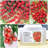 เมล็ดพันธุ์ มะเขือเทศเชอรี่ สวีทมิลเลี่ยน Sweet Million Tomato F1 Seed 10 เมล็ด คุณภาพดี ราคาถูก ของแท้