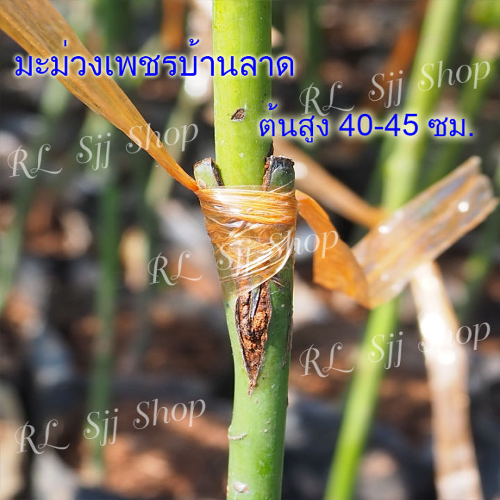 1-ต้น-พันธุ์มะม่วงเพชรบ้านลาดมะม่วงโบราณหายาก-สูงประมาณ-35-40-ซม-ต้นเสียบยอด-พร้อมส่ง