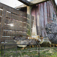 Zecetim 1 ชุด Rutin Chicken Pet Landscaping Board Mesh Shelf พร้อมบันไดปีนเขา