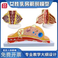 Zheng river pathological telogen lactation female breast structure model false breast structure teaching with human organs