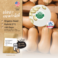 ?เมล็ดนำเข้า ฟักทอง บัตเตอร์นัท ernut Squash (Organic Seed) AAS WINNER สายพันธุ์นี้มีรางวัล