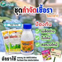 ? ชุดกำจัดเชื้อรา แซดเทบู+ไตรไซคลาโซล ขนาด 500ซีซี+100กรัมx2ซอง ป้องกันโรคเมล็ดด่าง ใบไหม้ คอรวงไหม้ แถมฟรีนูโปรมิกซ์ ซองชมพู