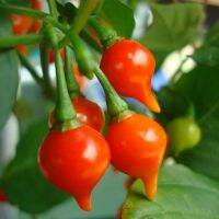 เมล็ดพันธุ์ พริกไบควินโฮ สีแดง (Red Biquinho Pepper Seed) บรรจุ 10 เมล็ด คุณภาพดี ราคาถูก ของแท้ 100%