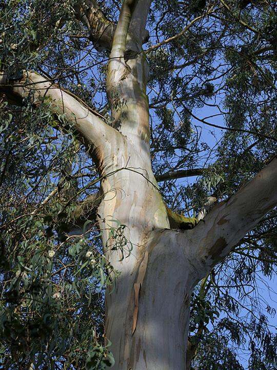 ขายส่ง-1-กิโลกรัม-เมล็ดยูคาลิปตัส-eucalyptus-น้ำมันยูคาลิปตัส-โกฐจุฬารส-น้ำมันเขียว-มันเขียว-ยูคาลิป-อันเยี๊ยะ-หนานอัน-ต้นยูคาลิปตัส