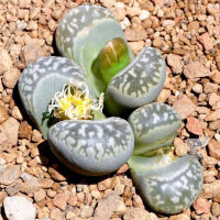 25 เมล็ด เมล็ดไลทอป Lihops Seeds พืชอวบน้ำ ไม้ก้อนหิน สายพันธุ์ Lithops marmorata ‘Diutina’ C260