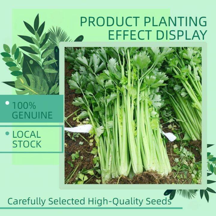 100 Genuine High Germination Rate 600 Seeds Fresh Chinese Celery Seeds