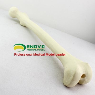 Orthopaedic preoperative Sawbone synthetic artificial femoral bone bone implant bone model simulation bone