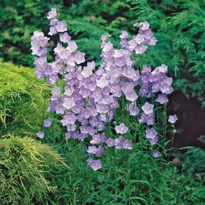 เมล็ดพันธุ์ Seeds Bonsai Campanula persicifolia peach bellflower 200 เมล็ด เมล็ดพันธุ์ Seeds Bonsaiนำเข้าจาก อังกฤษ