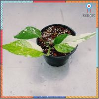 Epipremnum Pinnatum Variegated อิพิพรีนั่ม ด่างขาว ยอดขายดีอันดับหนึ่ง