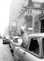 ▤☃☃ Llama ใน New York City TAXI Art ฟิล์มพิมพ์ผ้าไหมโปสเตอร์ Home Wall Decor 24x36inch