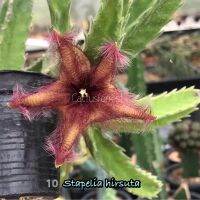 HOT** เก๋งจีนเด็ดสด Stapelia Hirsuta ส่งด่วน พรรณ ไม้ น้ำ พรรณ ไม้ ทุก ชนิด พรรณ ไม้ น้ำ สวยงาม พรรณ ไม้ มงคล