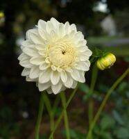 20 เมล็ดพันธุ์ รักเร่ Dahlia Seeds สายพันธุ์ BLIZZARD สีขาว รักเร่ รักแรกพบ ดอกไม้แห่งมิตรภาพ ความรักเริ่มต้น เพาะเลี้ยงง่าย ตั้งโต๊ะทำงาน