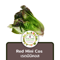 เมล็ดพันธุ์ เรดมินิคอส Red Mini Cos ประมาณ 110 เมล็ด (0.1กรัม) [10แถม1] เมล็ดพันธุ์ ผักสลัด อัตราการงอกดี