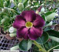 10 เมล็ด เมล็ดพันธุ์ ชวนชม สายพันธุ์ไต้หวัน สีม่วง Adenium Seeds กุหลาบทะเลทราย Desert Rose ราชินีบอนไซ มีคู่มือปลูก นำเข้าจากไต้หวัน