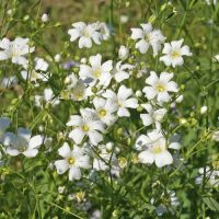 เมล็ดพันธุ์ ดอกยิปโซขาว เบบี้บรีท (Annual Babys Breath Flower Seed) 1000 เมล็ด คุณภาพดี ราคาถูก ของแท้ 100%