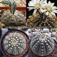 เมล็ดพันธ์ุ ยิมโนจานบิน Gymnocalycium ragonesei 30 เมล็ด cactus