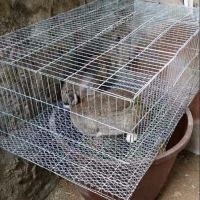 [COD] Galvanized bold encrypted wire cage chicken pigeon rabbit transport bird quail breeding