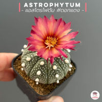 แอสโตรไฟตัม #ดอกแดง Astrophytum แคคตัส กระบองเพชร cactus&amp;succulent