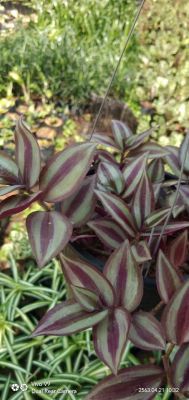 ต้นก้ามปูหลุดหรือต้นปีกแมลงสาบ(Inch plant,Wandering jew) กระถาง5นิ้ว (ฟรีไม้แขวน) เป็นไม้ล้มลุกนิยมปลูกไว้เป็นไม้ประดับเนื่องจากใบมีสีสันสวยงาม