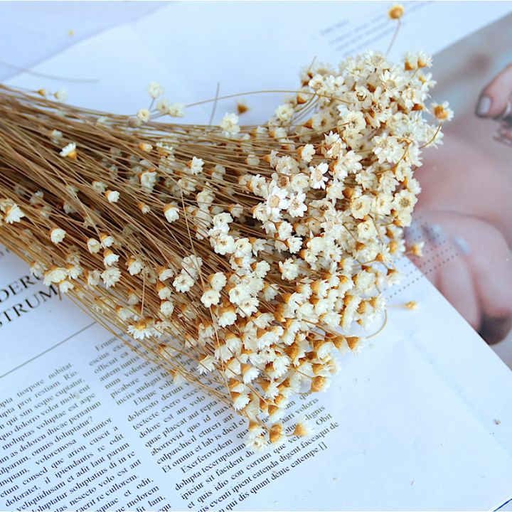 ayiq-flower-shop-ดอกไม้แห้งเล็กๆน้อยๆ-gypsophila-เดซี่ช่อ-diy-ตกแต่งบ้านแจกันการจัดดอกไม้ศิลปะ-deco-ดอกไม้แห้งอุปกรณ์ถ่ายภาพ