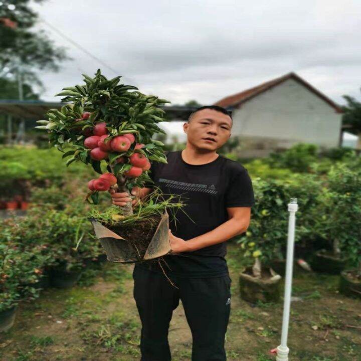 Dwarf apple tree potted balcony fruit tree stumps miniascape of indoor