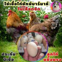 ไข่เชื้อ ไก่บราม่า (คละสีเกรดสวย 3)ไก่ยักษ์ Brahma เก็บทุกวัน ไม่เลือดชิด สวยแข็งแรงพ่อแม่คัดพันธุ์มาดี โครงสร้างสายประกวด