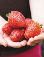 20 เมล็ด Tioga Strawberry เมล็ดสตอเบอร์รี่ ของแท้ 100% สตรอเบอร์รี่ สตอเบอรี สตอเบอรี่ อัตราเปอร์เซ็นต์งอก 70-80% Strawberry seeds