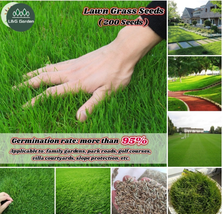 200pcs Lawn Grass Seeds for Planting Bermuda Grass Seed Golf Course ...