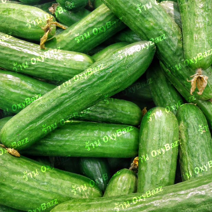 เมล็ดพันธุ์แตงกวาฮอลแลนด์-เมล็ดแตงกวาฮอลันดา-50เมล็ด-แตงกวาไร้หนาม-dutch-cucumber-seeds