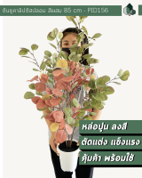 ต้นไม้ปลอม ต้นยูคาลิปตัสปลอม สีผสม สูง 85 CM กระถางพลาสติกสีขาว 6 นิ้ว ฐานปูนสีดำ พร้อมส่ง