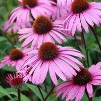 100 เมล็ดพันธุ์ เมล็ด เมล็ดพันธุ์ เอ็กไคนาเซีย หรือ โคนฟลาวเวอร์ Echinacea Coneflower Seeds อัตราการงอก 80-85%