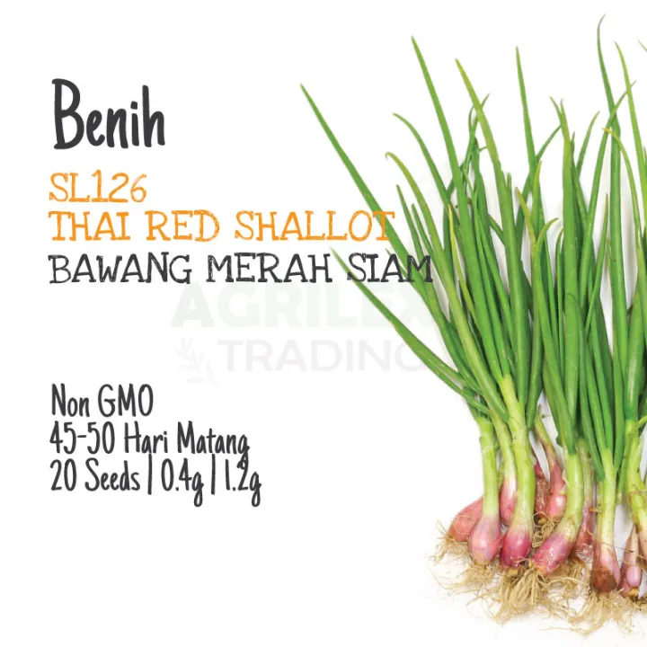 BENIH Bawang Merah Siam Thai Red Shallot Seeds 泰国香葱籽 种子 SL126 Lazada