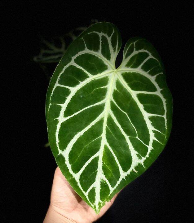 Anthurium Magnificum X Dorayaki Silver indoor plants | Lazada