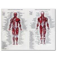 ✨tingmy✨Muscle System Posters Anatomy Chart Human Body Educational Home Decor Silk Cloth