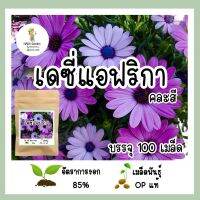 ✌เมล็ดพันธุ์ เดซี่แอฟริกา คละสี 100เมล็ด❁