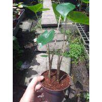 ( Pro+++ )++ อโลคาเซีย ม้าลาย Alocasia Zebrina แบบแพคคู่ 2 ต้นในกระถางเดียว เบาๆ ราคาดี ต้นไม้ ฟอก อากาศ กระถาง ต้นไม้ ไม้ ประดับ ต้นไม้ ปลูก ใน บ้าน