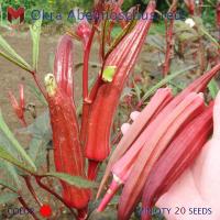 กระเจี๊ยบเขียวฝักแดง Okra  Abelmoschus red (20เมล็ด)