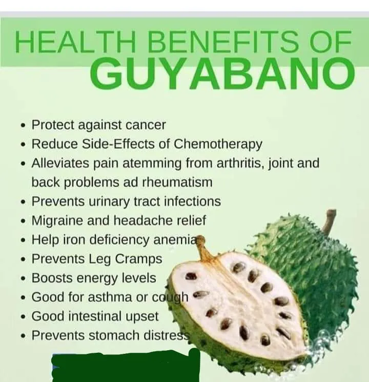 guyabano leaves benefits